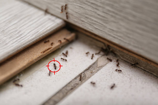Best Rodent Control Near Me  in Mount Hore, WI