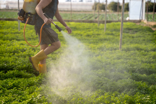 Best Pest Control Near Me  in Mount Hore, WI