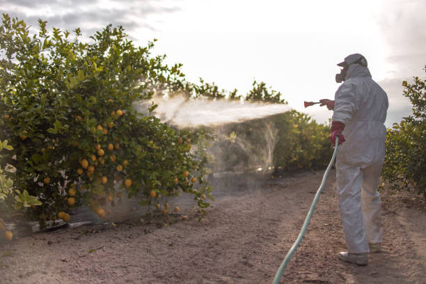 Best Rat Extermination Near Me  in Mount Hore, WI