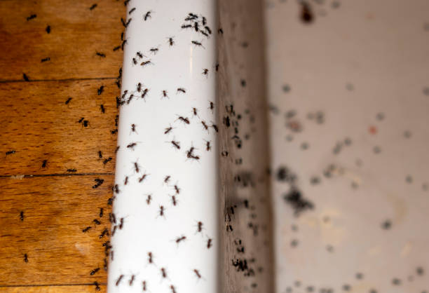 Best Affordable Pest Control Services  in Mount Hore, WI