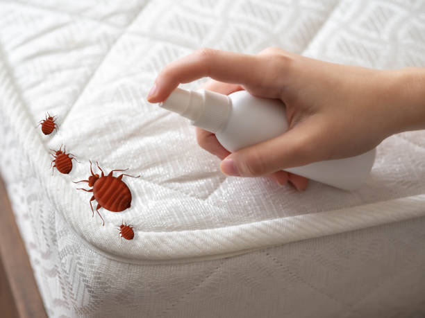 Best Pest Inspection Near Me  in Mount Hore, WI
